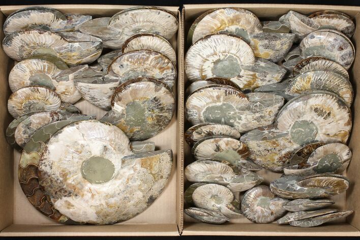 Lot: - Cut/Polished Ammonite Fossils - Pairs #133877